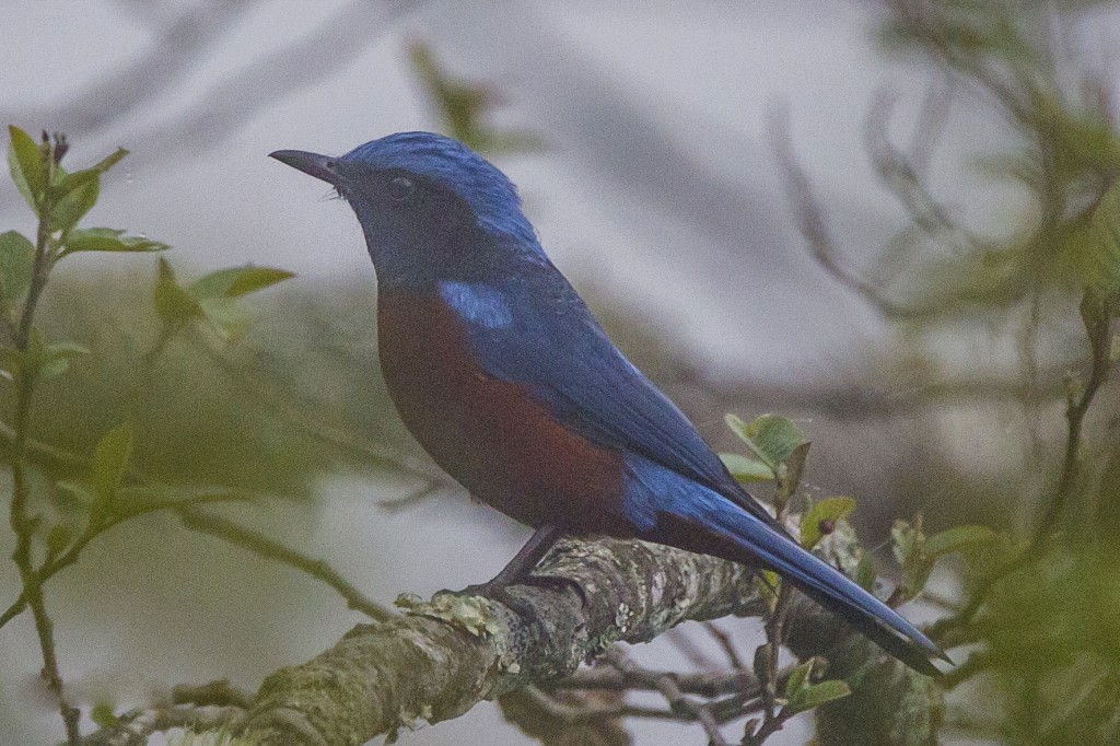 melro-das-rochas-de-barriga-castanha