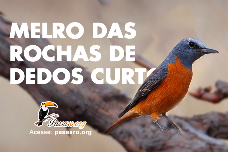 melro das rochas de dedos curtos