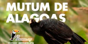 mutum de alagoas