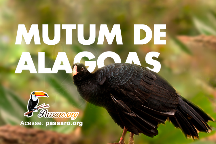 mutum de alagoas