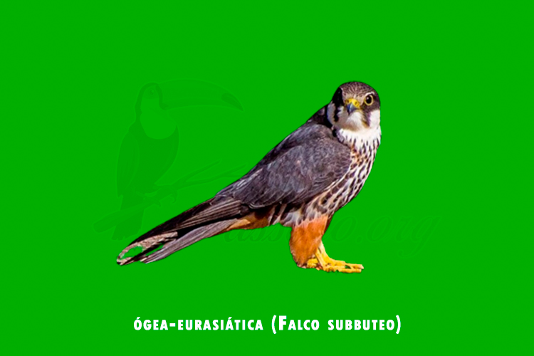 ogea-eurasiatica (falco subbuteo)