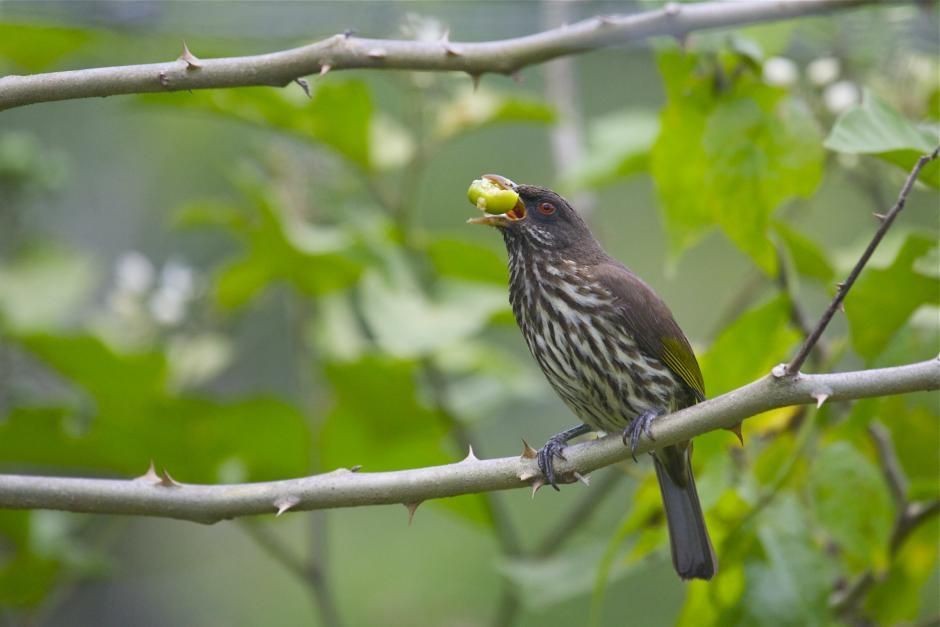 palmchat 