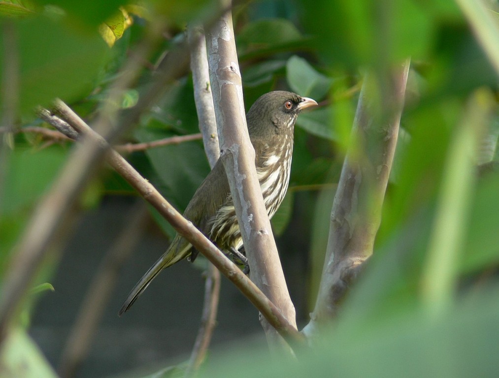 palmchat 