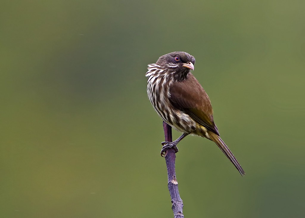 palmchat 