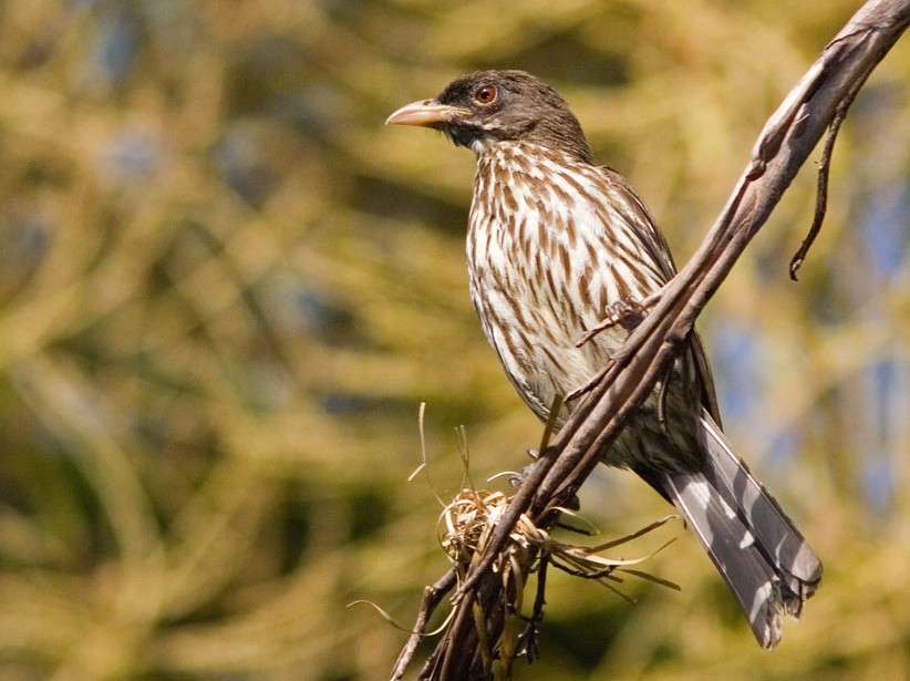 palmchat