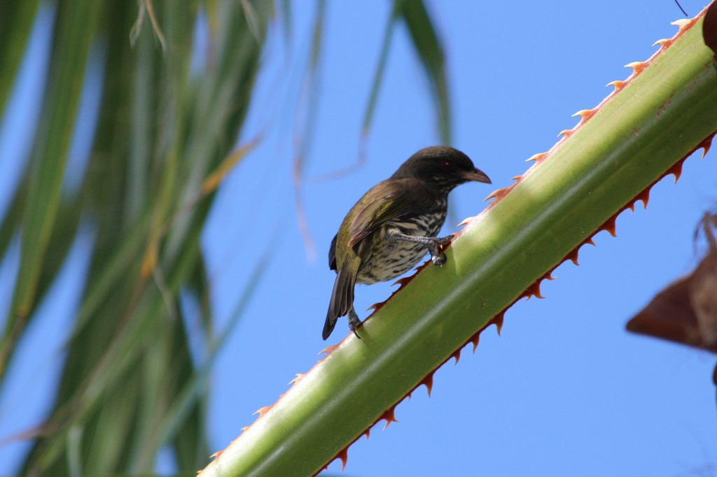 palmchat 