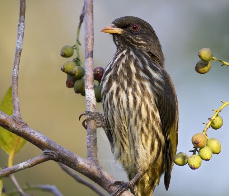 palmchat