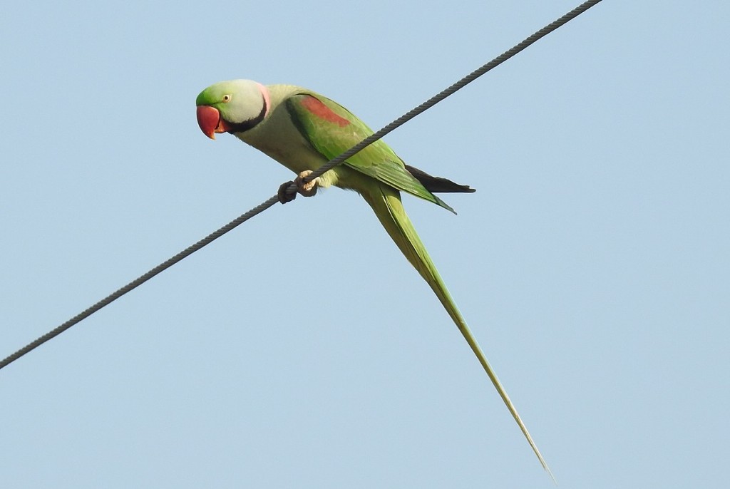 papagaio-alexandrino