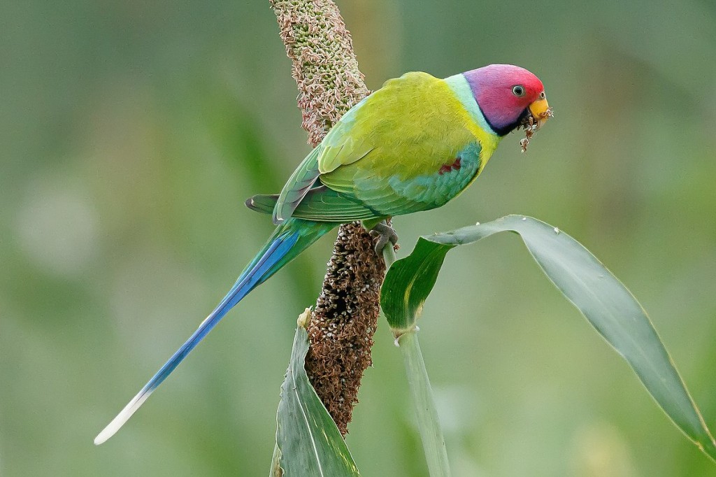 papagaio-cabeca-de-ameixa