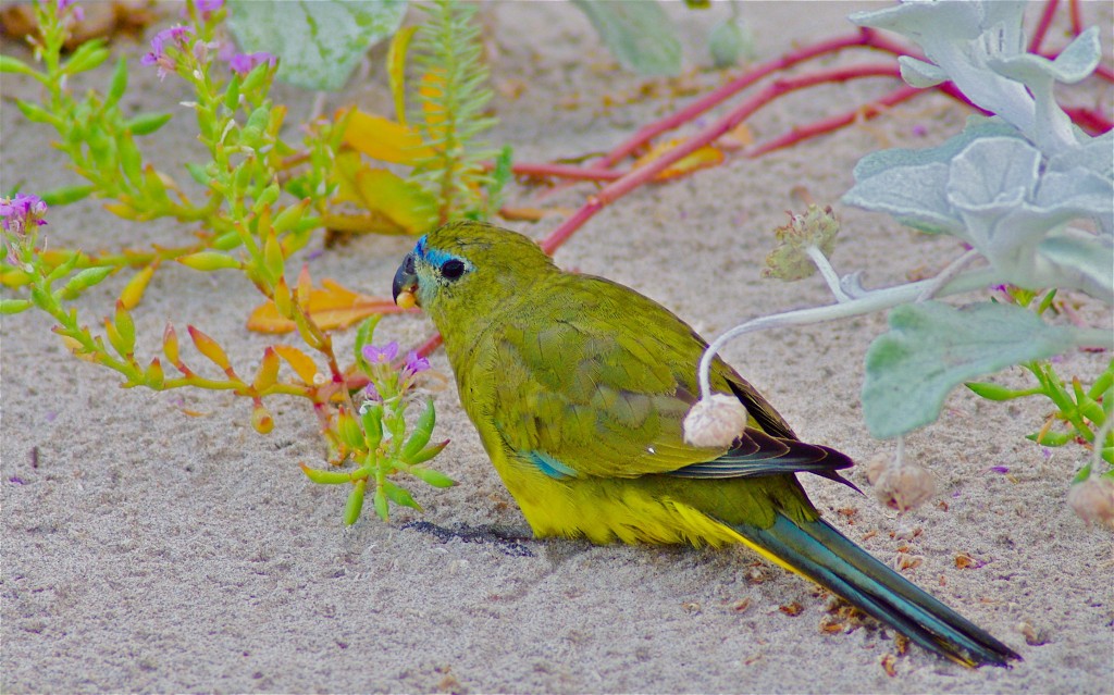  papagaio-das-rochas