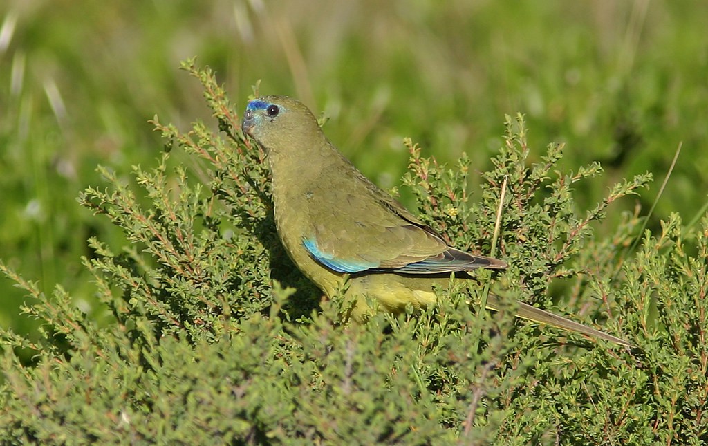  papagaio-das-rochas