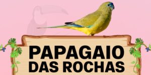 papagaio das rochas