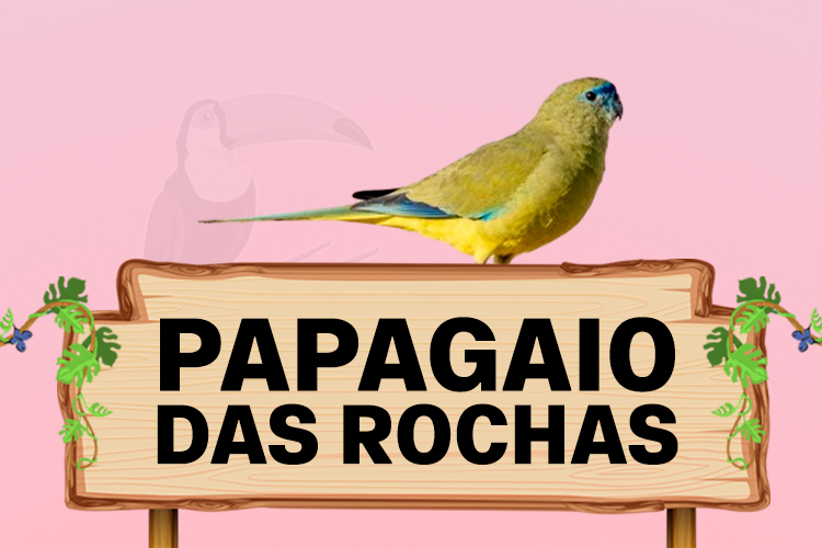 papagaio das rochas