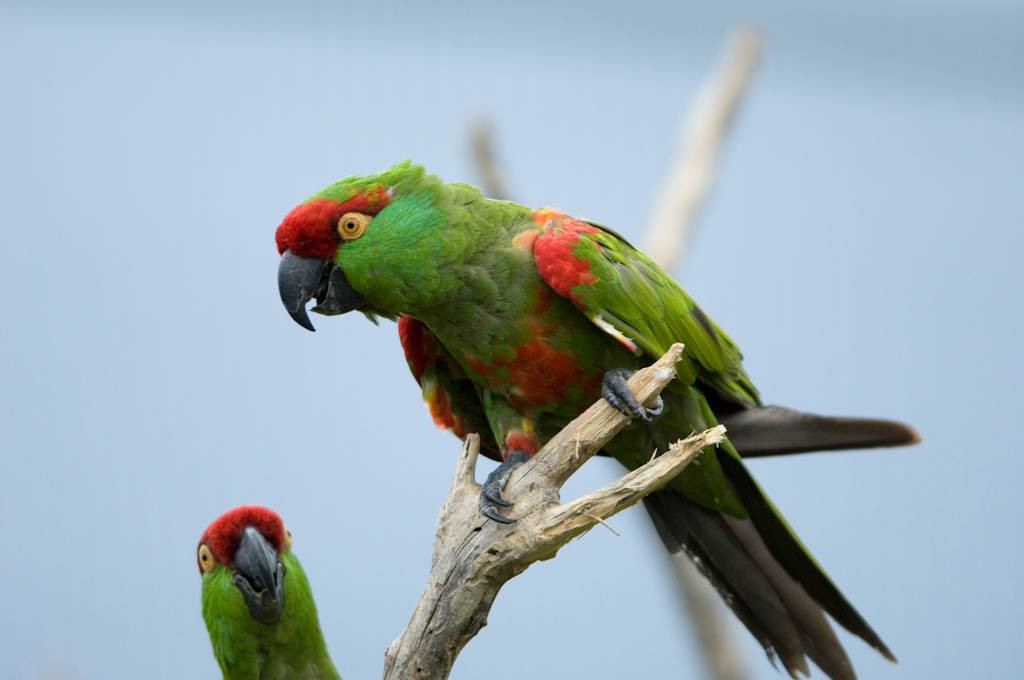 papagaio-de-bico-grosso 