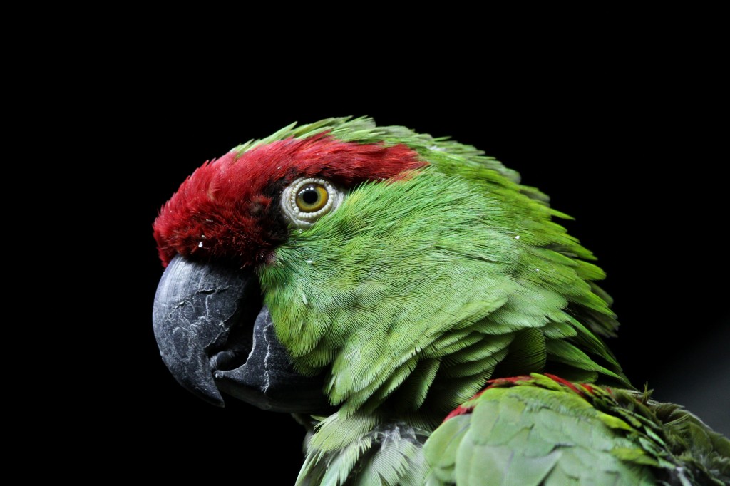 papagaio-de-bico-grosso