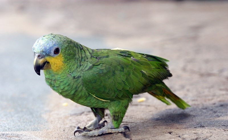 papagaio-do-mangue