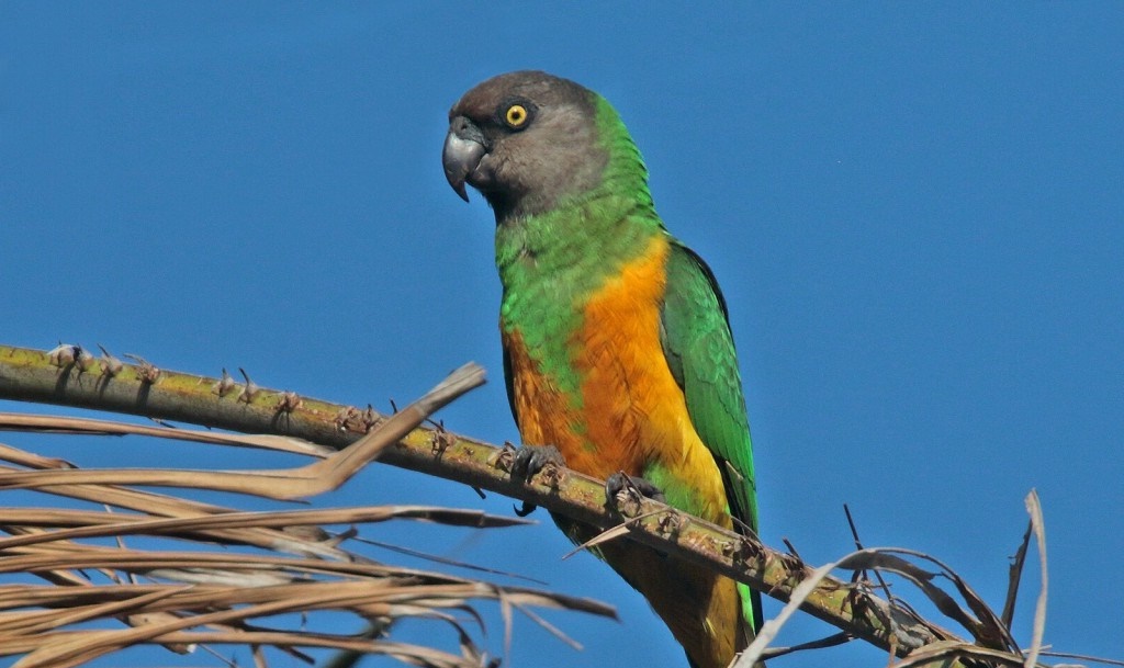  papagaio do senegal