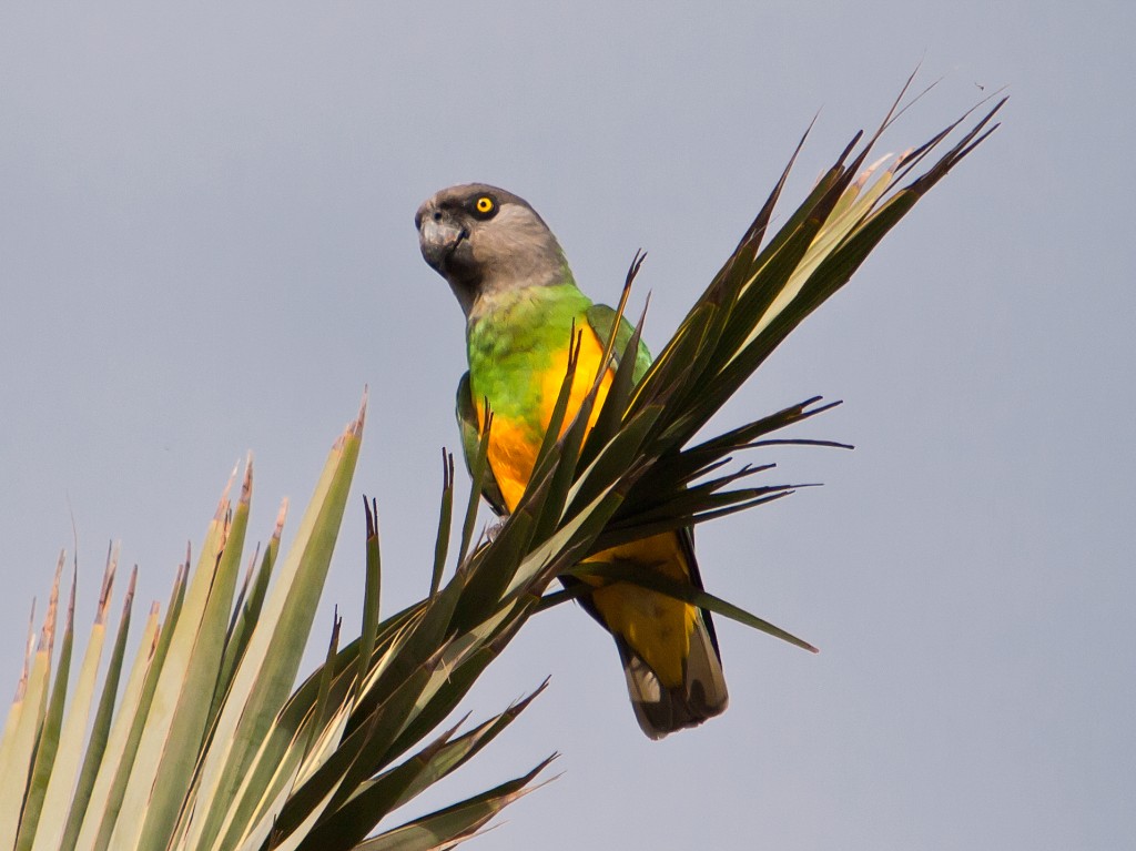  papagaio do senegal