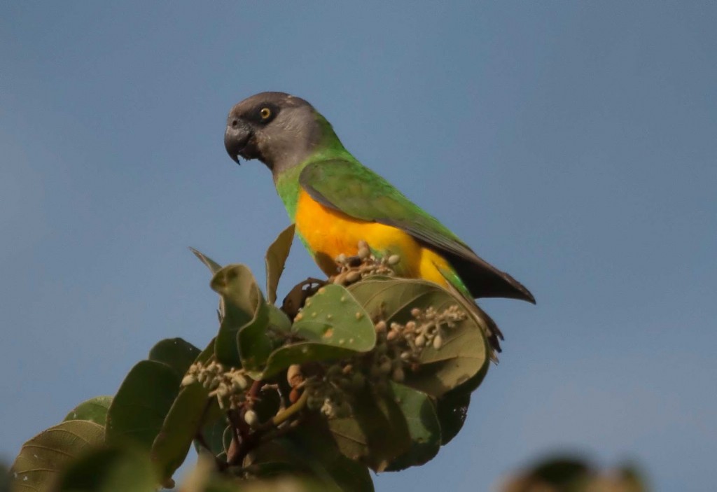  papagaio do senegal