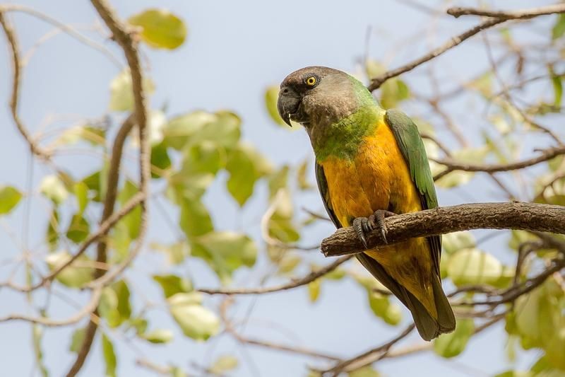 papagaio do senegal