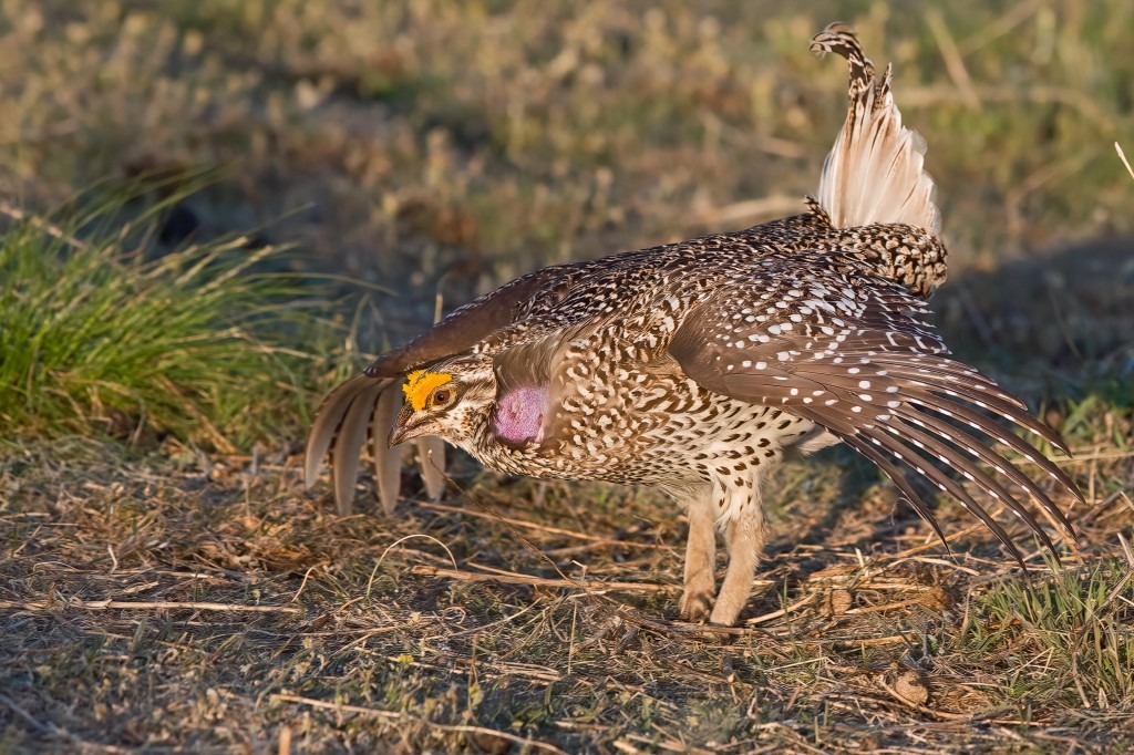 perdiz-de-cauda-afiada