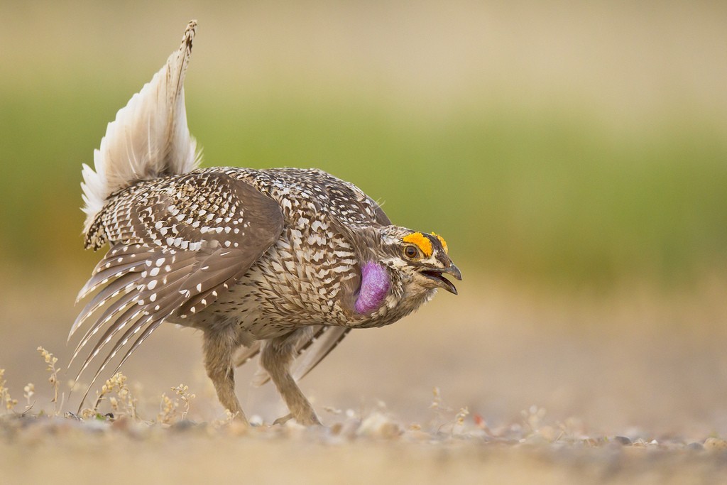 perdiz-de-cauda-afiada