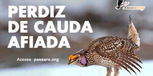 perdiz de cauda afiada