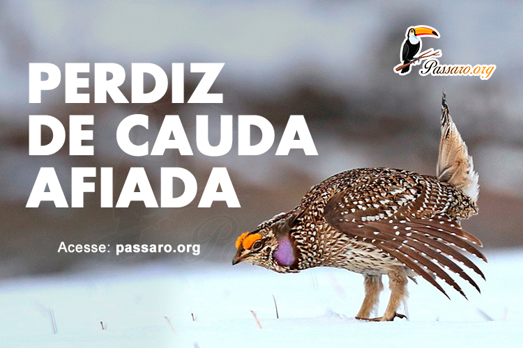 perdiz de cauda afiada