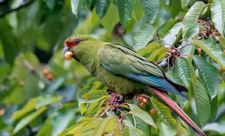 periquito-de-bico-fino