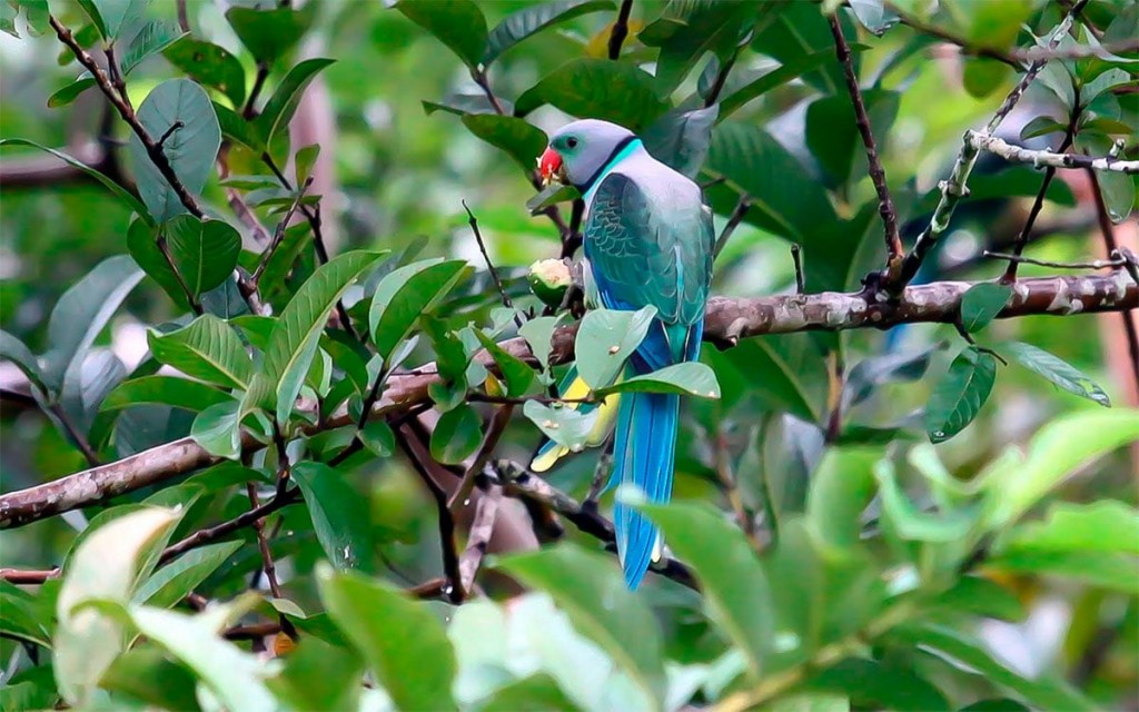 periquito-de-malabar