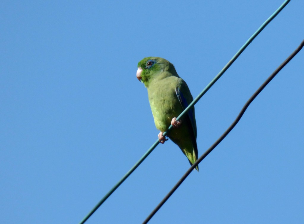 periquito-santo