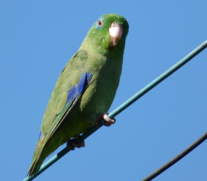 periquito-santo