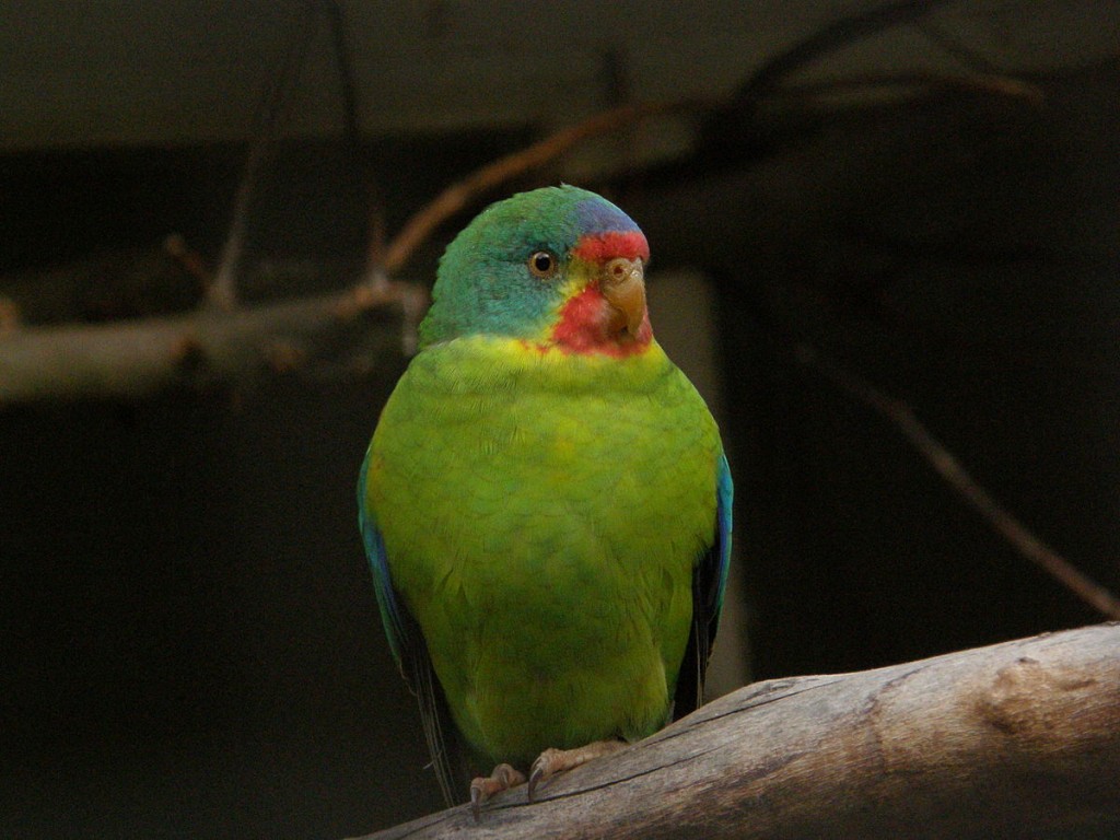 periquito swift