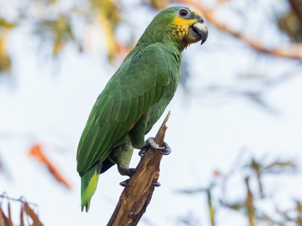 principais doencas do papagaio-do-mangue
