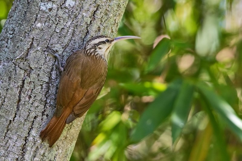 reproducao do arapacu-de-cerrado