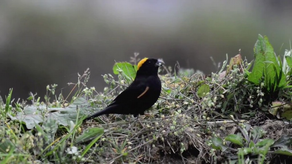 reproducao do golden-naped finch