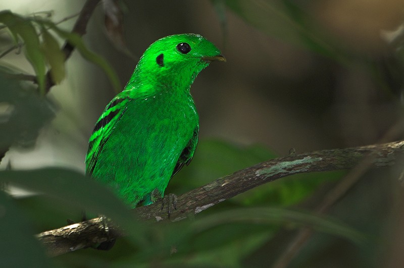 reproducao do green broadbill