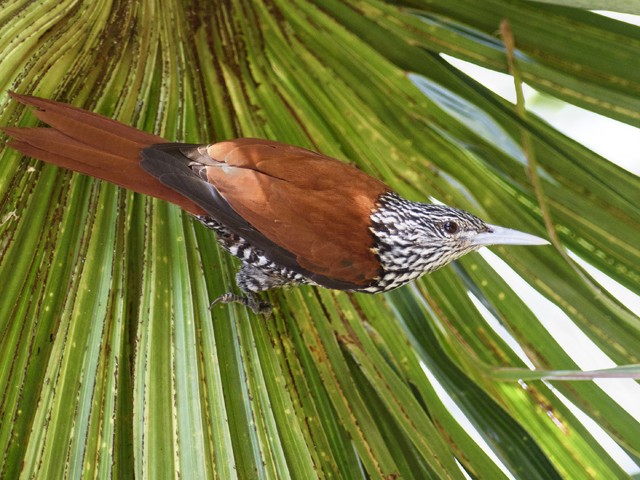 reproducao do limpa-folha-do-buriti