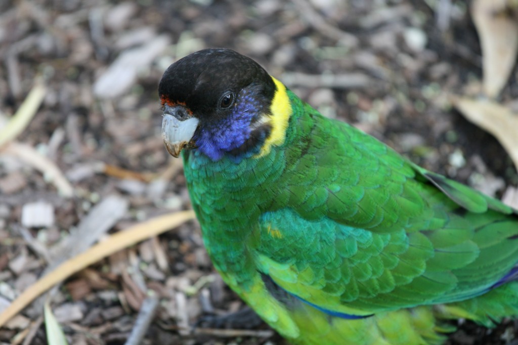 ringneck australiano