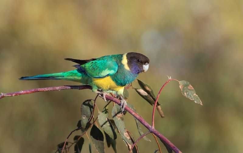 ringneck australiano