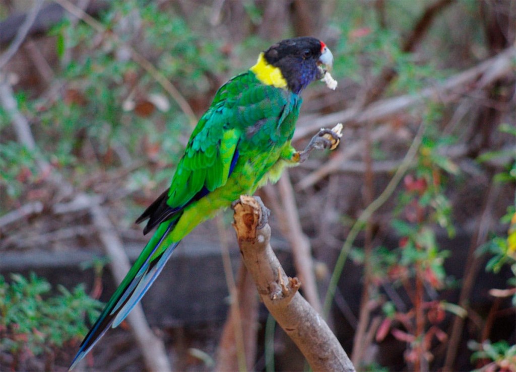 ringneck australiano