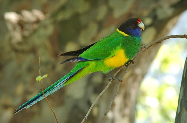 ringneck australiano