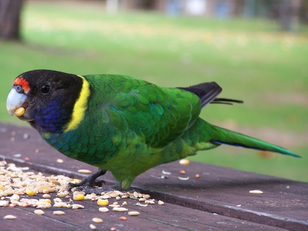 ringneck australiano