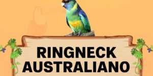 ringneck australiano