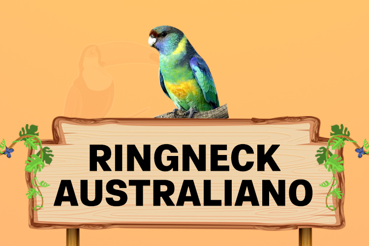 ringneck australiano