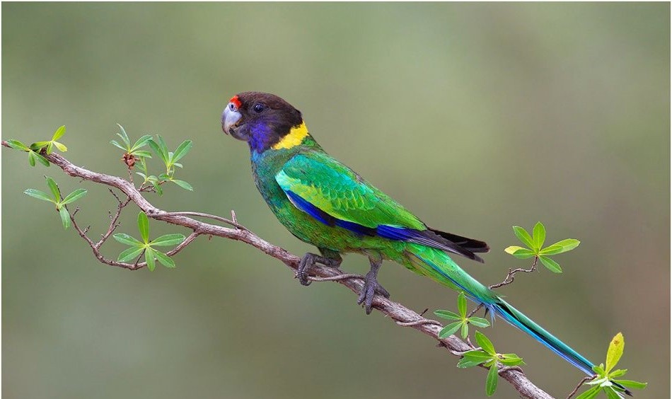 ringneck australiano 