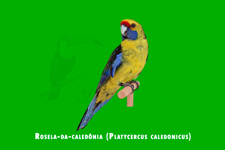 rosela-da-caledonia (platycercus caledonicus)