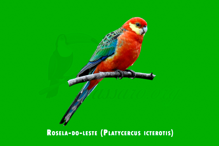 rosela-do-leste (platycercus icterotis)