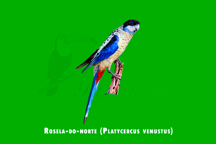 rosela-do-norte (platycercus venustus)