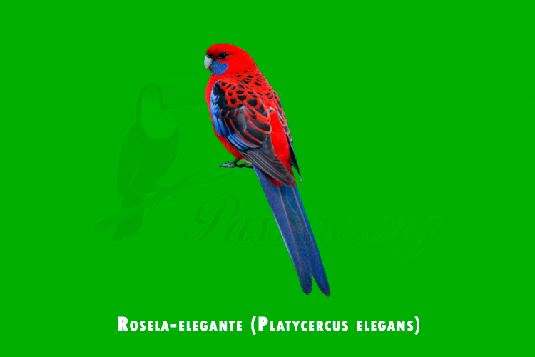 rosela-elegante (platycercus elegans)